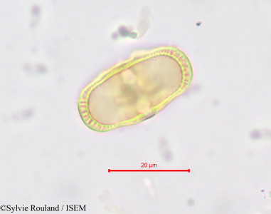 Sylvie.Rouland/Anthriscus_cerefolium_643/Anthriscus_cerefolium_643_0001(copy)_thumb.jpg