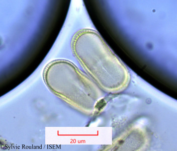 Sylvie.Rouland/Anthriscus_sylvestris_1173/Anthriscus_sylvestris_1173_0001(copy)_thumb.jpg
