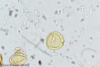 Sylvie.Rouland/Antidesma_zeylanicum_5506/Antidesma_zeylanicum_5506_0001(copy)_thumb.jpg