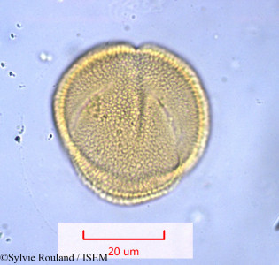 Antigonon leptopus - lame n° 1028