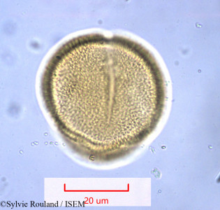 Antigonon leptopus - lame n° 1028