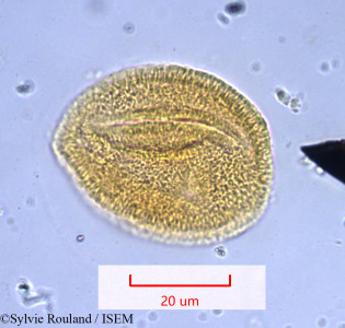 Antigonon leptopus - lame n° 1028
