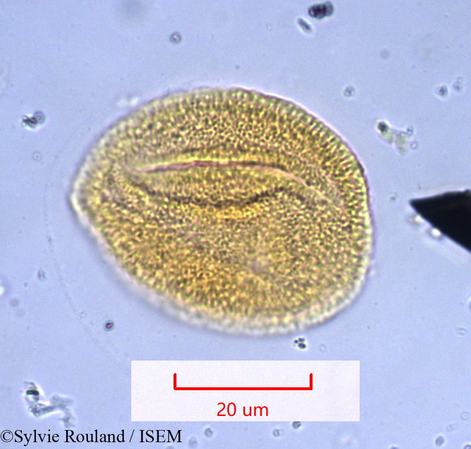 Sylvie.Rouland/Antigonon_leptopus_1028/Antigonon_leptopus_1028_0005(copy).jpg