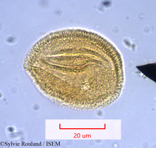 Antigonon leptopus - lame n° 1028