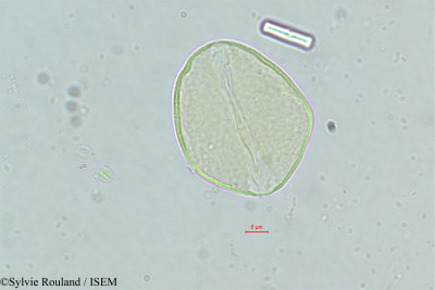 Sylvie.Rouland/Antongilia_perrieri_305/Antongilia_perrieri_305_0001(copy)_thumb.jpg
