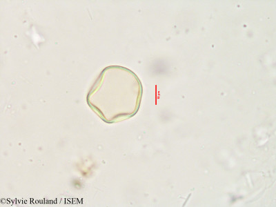 Sylvie.Rouland/Apluda_mutica_3915/Apluda_mutica_3915_0001(copy)_thumb.jpg