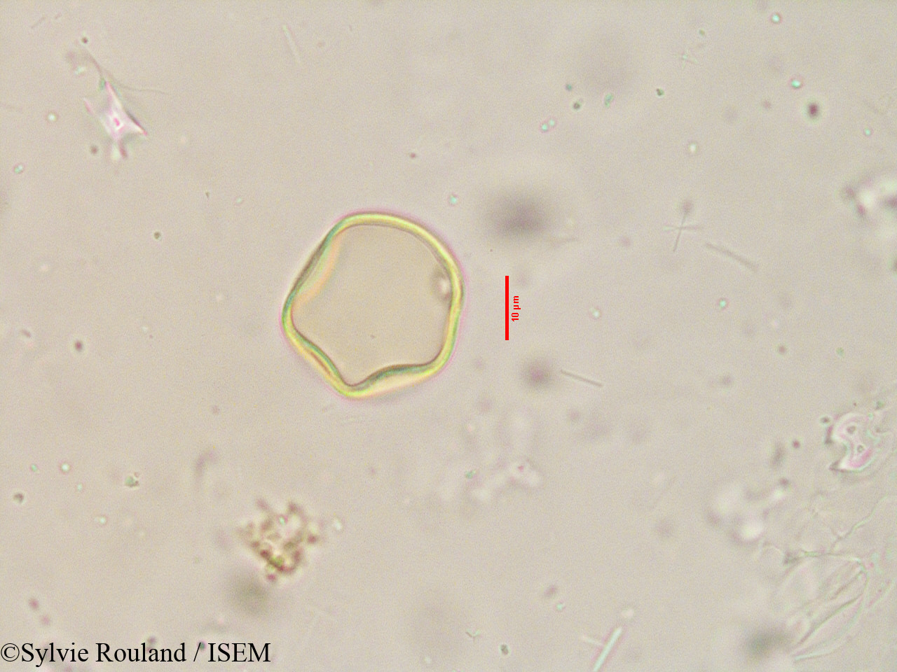 Sylvie.Rouland/Apluda_mutica_3915/Apluda_mutica_3915_0002(copy).jpg