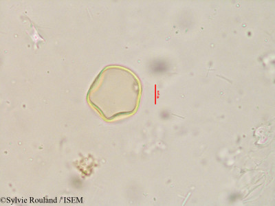 Apluda mutica - lame n° 3915