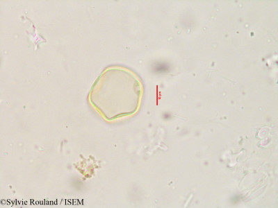 Apluda mutica - lame n° 3915