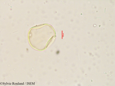 Apluda mutica - lame n° 3915