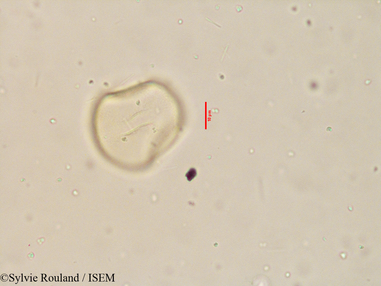 Sylvie.Rouland/Apluda_mutica_3915/Apluda_mutica_3915_0005(copy).jpg