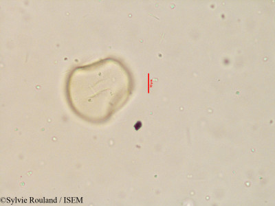 Apluda mutica - lame n° 3915