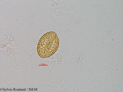 Sylvie.Rouland/Aponogeton_fenestralis_1458/Aponogeton_fenestralis_1458_0001(copy)_thumb.jpg