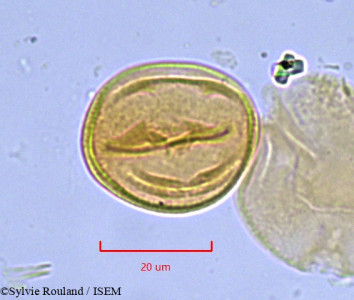 Sylvie.Rouland/Aporrhiza_lastoursvillensis_865/Aporrhiza_lastoursvillensis_865_0001(copy)_thumb.jpg