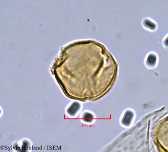 Sylvie.Rouland/Aporrhiza_le-testui_867/Aporrhiza_le-testui_867_0001(copy)_thumb.jpg