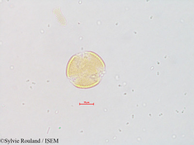 Aquilegia chaplinei - lame n° 4826