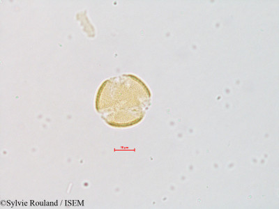 Aquilegia chaplinei - lame n° 4826