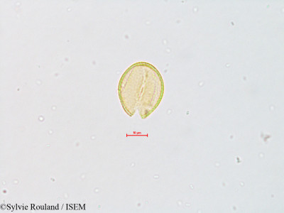 Aquilegia chaplinei - lame n° 4826