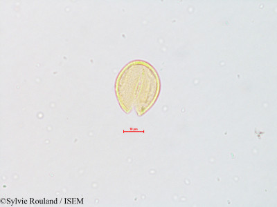 Aquilegia chaplinei - lame n° 4826