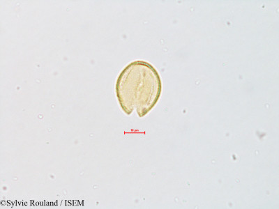 Aquilegia chaplinei - lame n° 4826