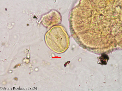 Arachis hypogaea - lame n° 2813