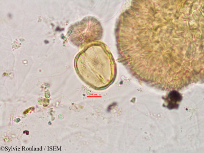 Arachis hypogaea - lame n° 2813