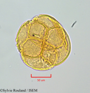 Arbutus unedo - lame n° 47146
