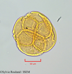 Arbutus unedo - lame n° 47146