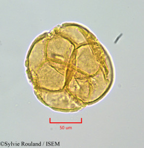 Arbutus unedo - lame n° 47146