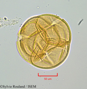 Arbutus unedo - lame n° 47146