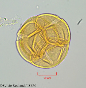 Arbutus unedo - lame n° 47146