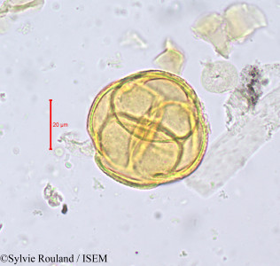 Sylvie.Rouland/Arctostaphylos_uva-ursi_722/Arctostaphylos_uva-ursi_722_0001(copy)_thumb.jpg