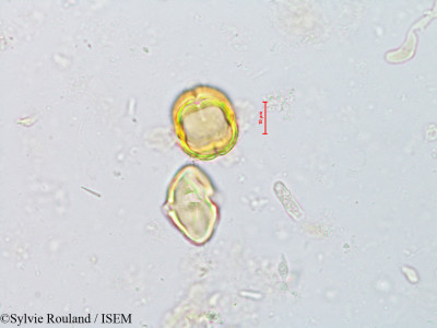 Sylvie.Rouland/Argania_sideroxylon_8152/Argania_sideroxylon_8152_0001(copy)_thumb.jpg