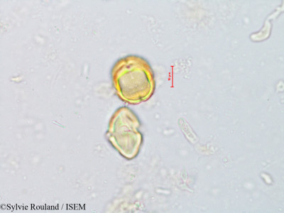 Argania sideroxylon - lame n° 8152