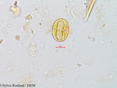 Argania sideroxylon - lame n° 8152