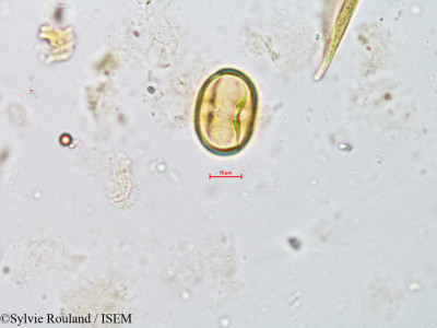 Argania sideroxylon - lame n° 8152