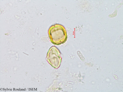 Argania sideroxylon - lame n° 8152