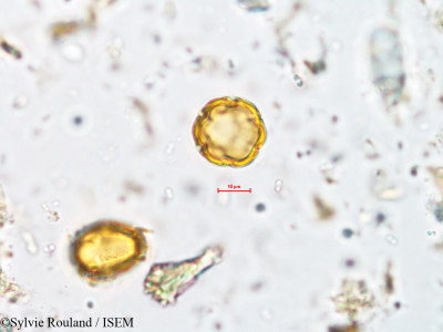 Sylvie.Rouland/Argania_spinosa_34400/Argania_spinosa_34400_0001(copy)_thumb.jpg