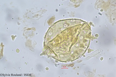 Argyreia cymosa - lame n° 5585