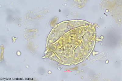 Argyreia cymosa - lame n° 5585