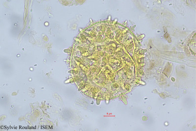 Argyreia cymosa - lame n° 5585