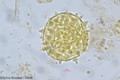 Argyreia cymosa - lame n° 5585