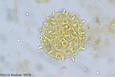 Argyreia cymosa - lame n° 5585