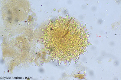 Sylvie.Rouland/Argyreia_elliptica_5631/Argyreia_elliptica_5631_0001(copy)_thumb.jpg