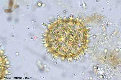 Sylvie.Rouland/Argyreia_nellygherya_5611/Argyreia_nellygherya_5611_0001(copy)_thumb.jpg