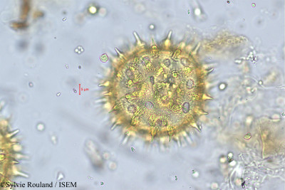 Argyreia nellygherya - lame n° 5611
