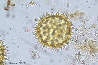 Argyreia nellygherya - lame n° 5611