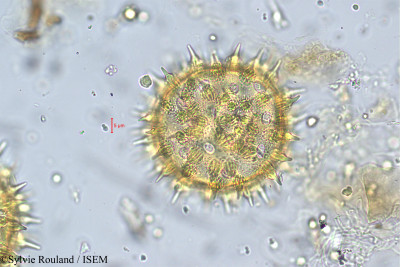 Argyreia nellygherya - lame n° 5611
