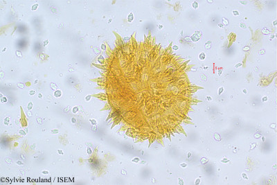 Sylvie.Rouland/Argyreia_sericea_5623/Argyreia_sericea_5623_0001(copy)_thumb.jpg