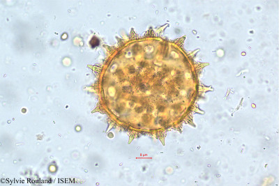 Sylvie.Rouland/Argyreia_setosa_5780/Argyreia_setosa_5780_0001(copy)_thumb.jpg